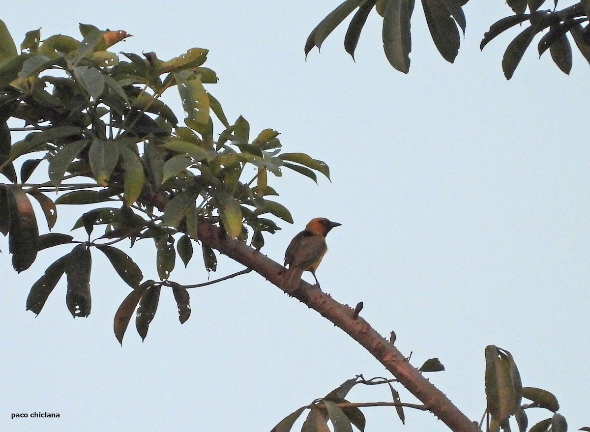 Olive-naped Weaver - ML646693327