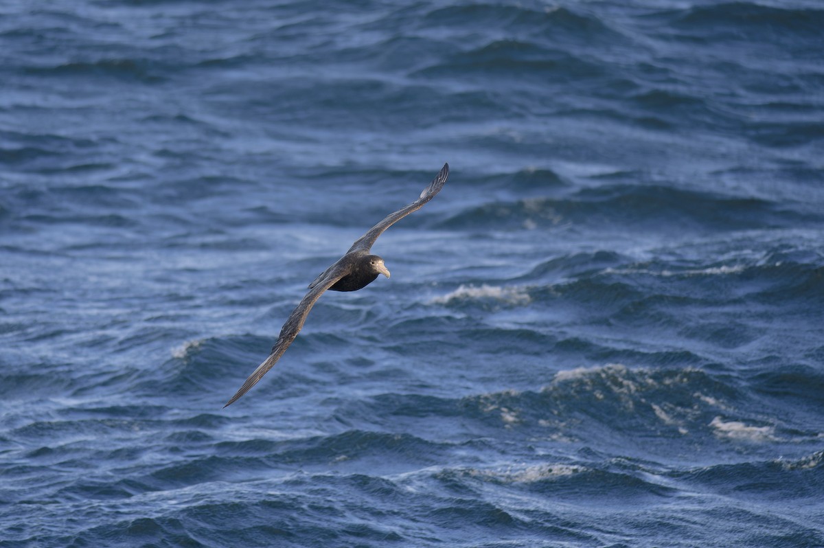 סערון-ענק דרומי - ML646693328