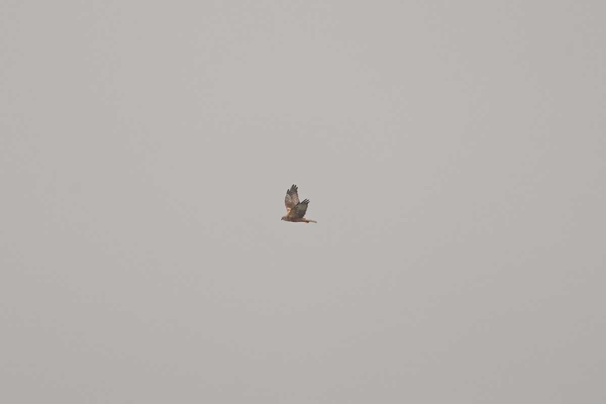 זרון סוף - ML646693329