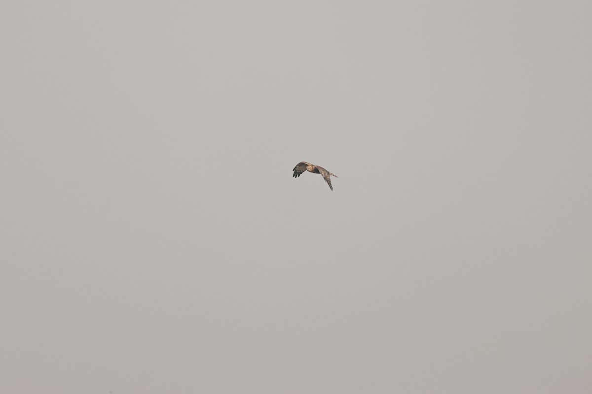 זרון סוף - ML646693330