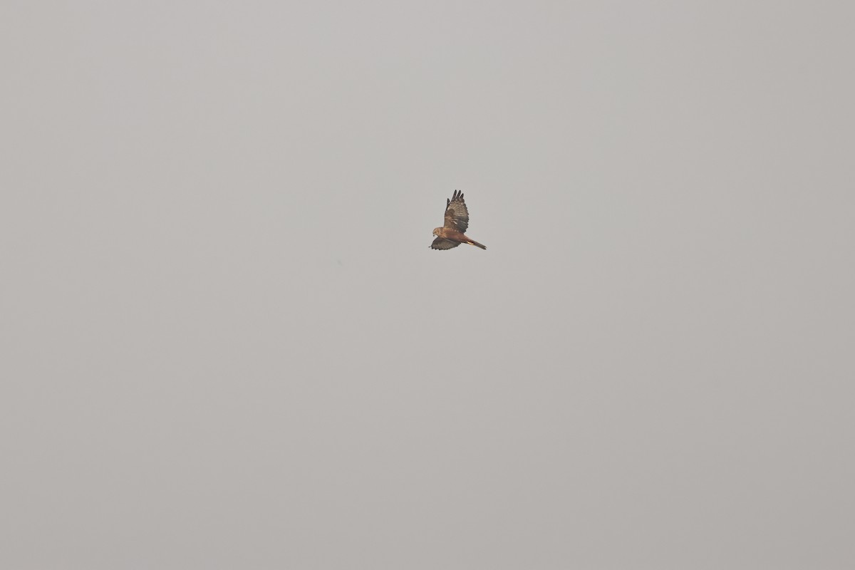 זרון סוף - ML646693331