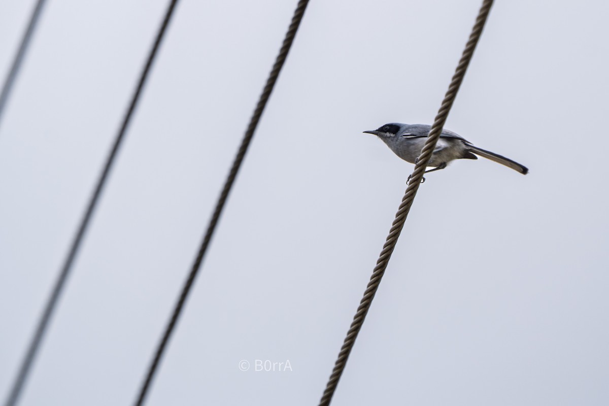 Masked Gnatcatcher - ML646693333