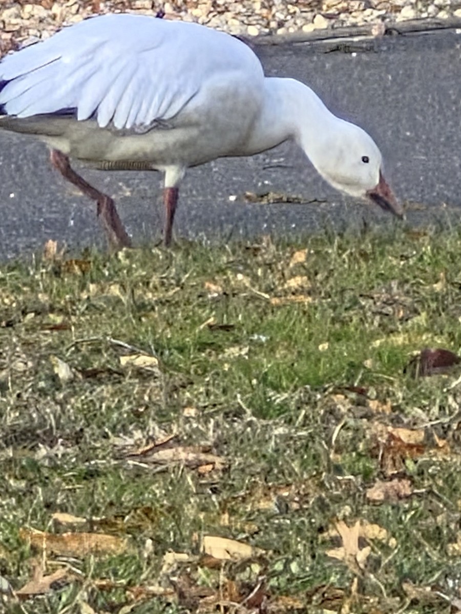 אווז שלג - ML646693334