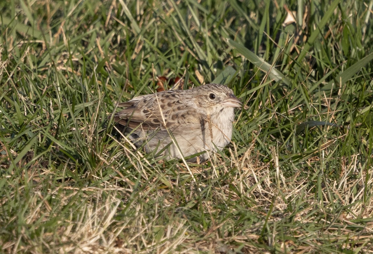 Cassin's Sparrow - ML646693335