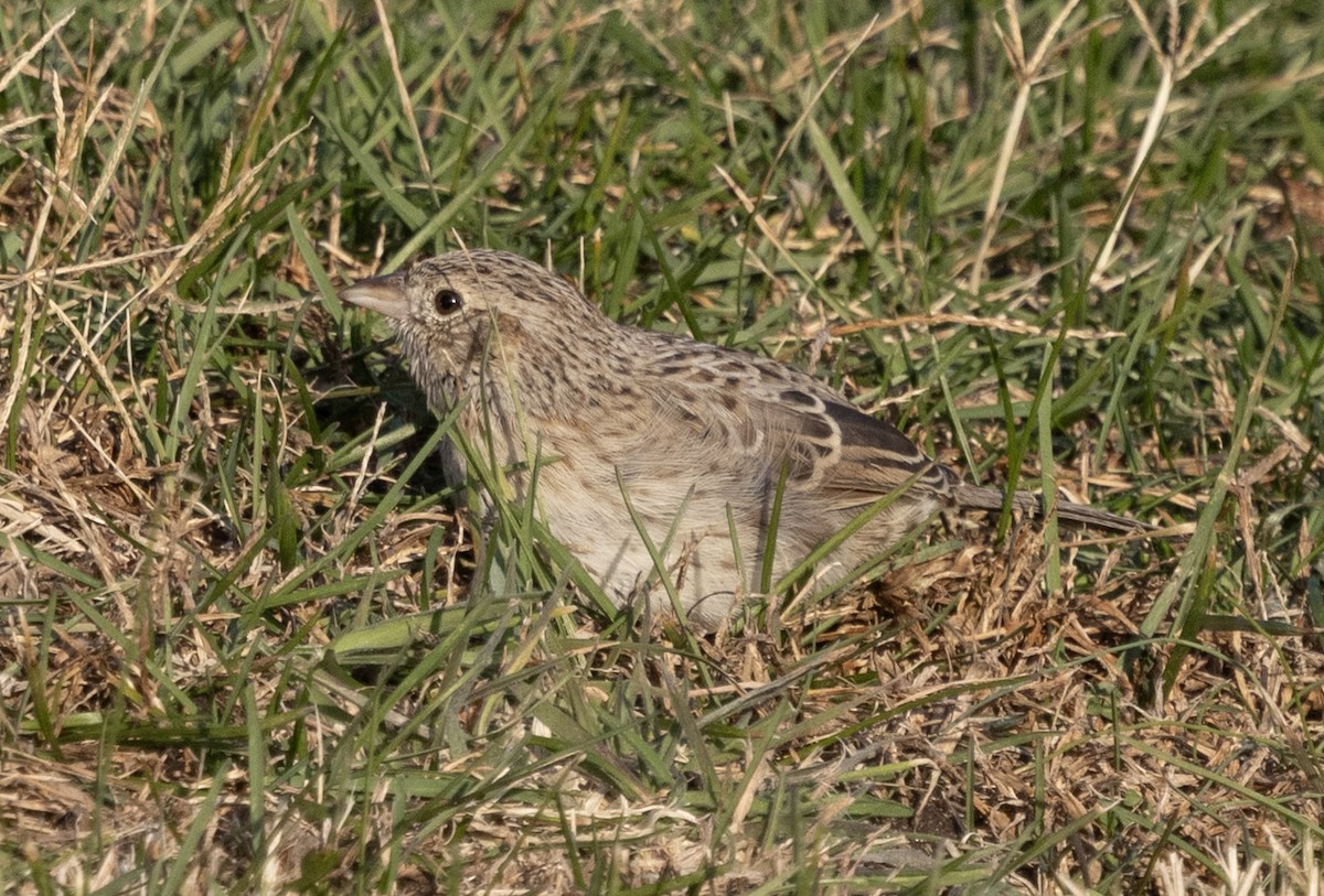 Cassin's Sparrow - ML646693336