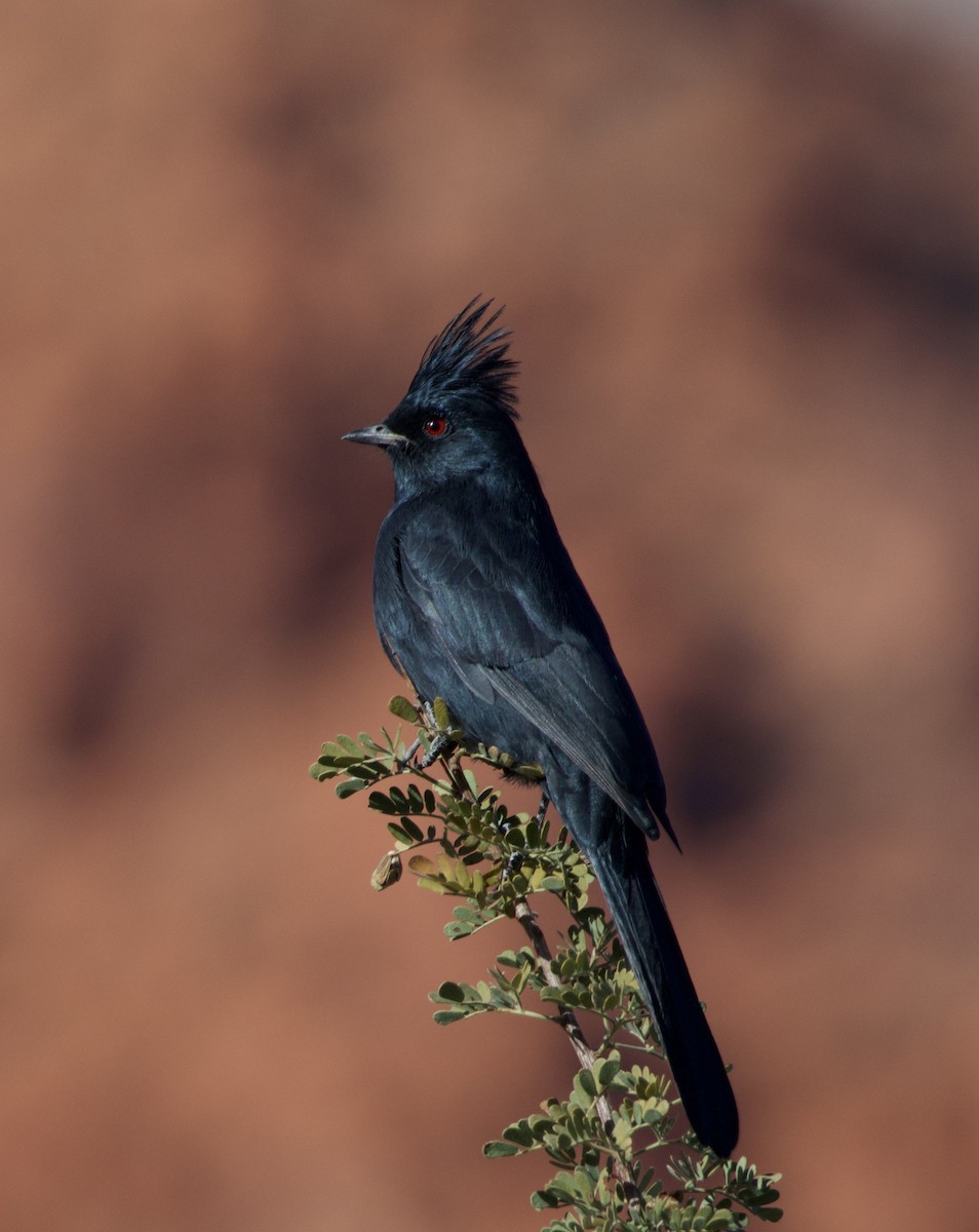 Phainopepla - ML646693337