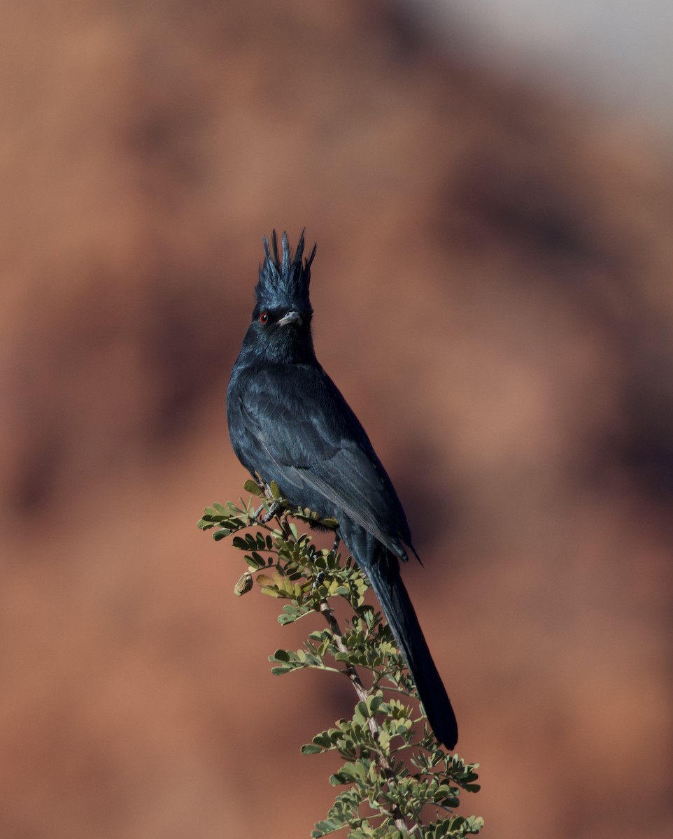 Phainopepla - ML646693338