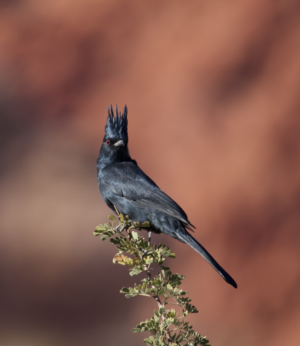 Phainopepla - ML646693339