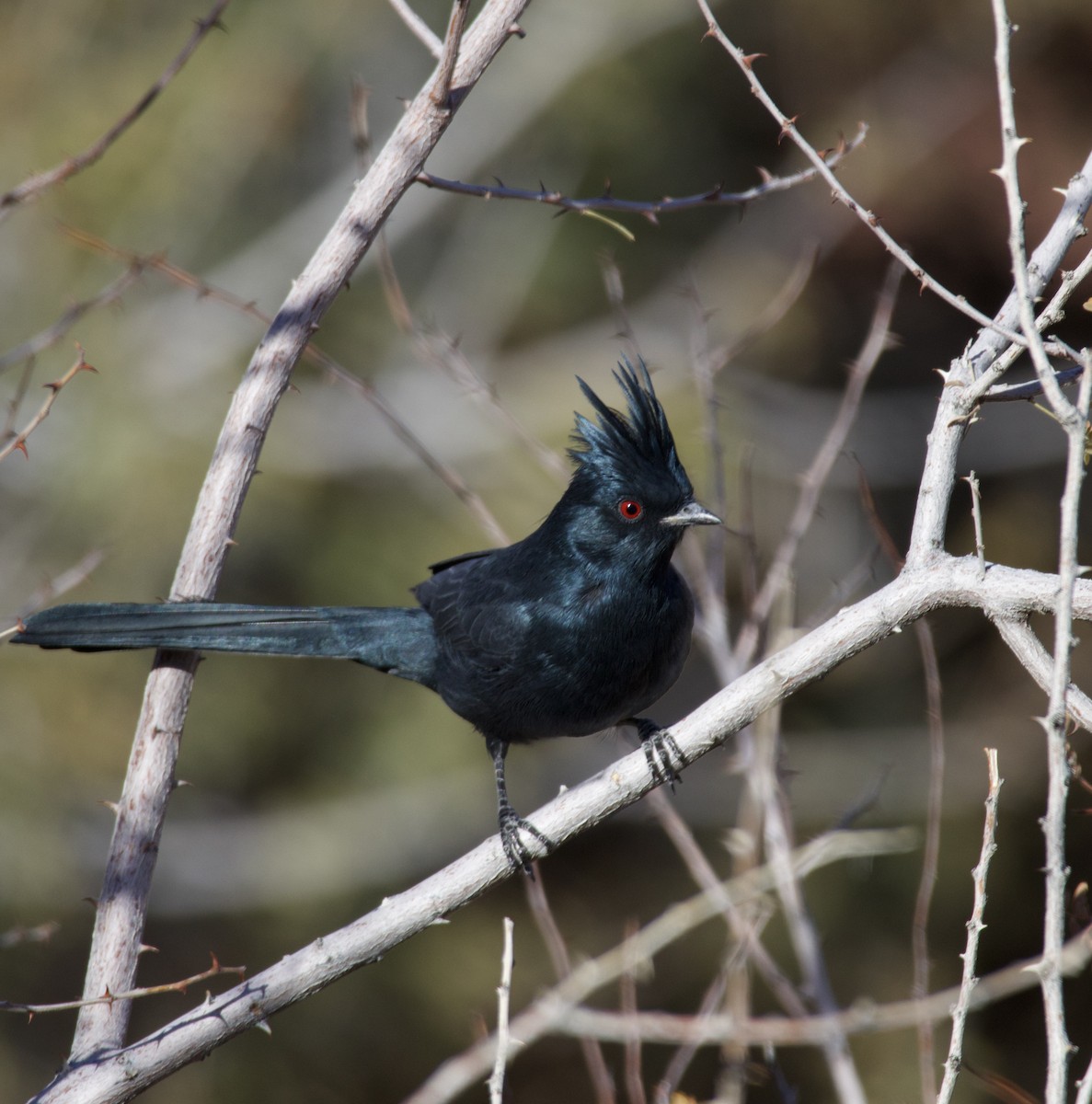 Phainopepla - ML646693340