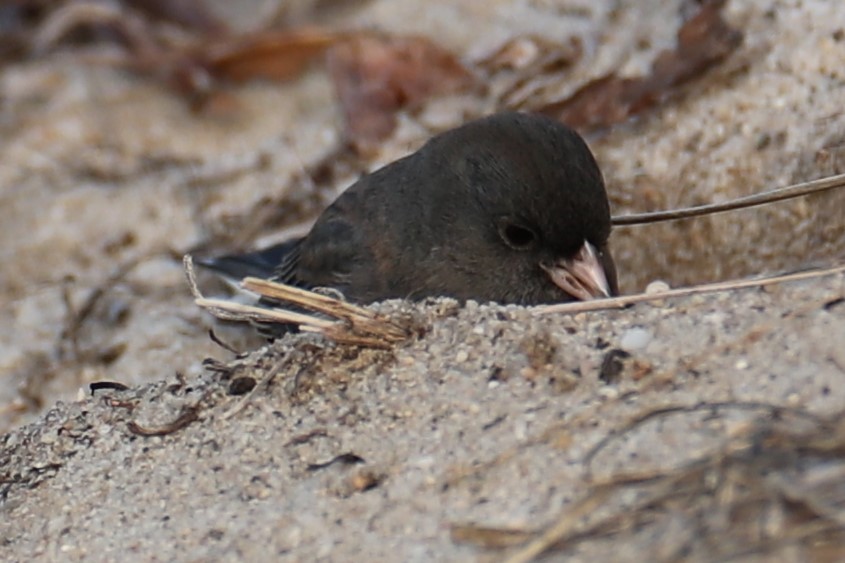 יונקו כהה-עין - ML646693341