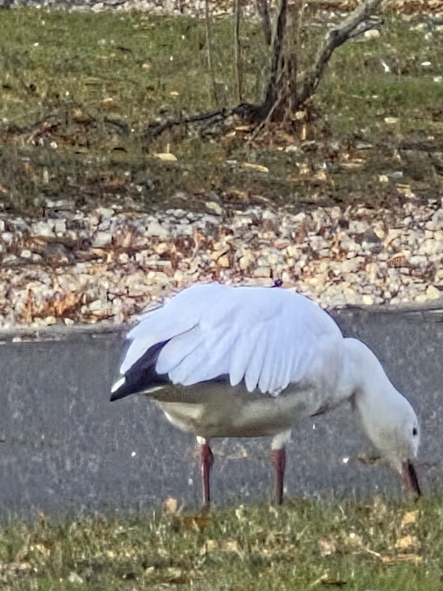 אווז שלג - ML646693342