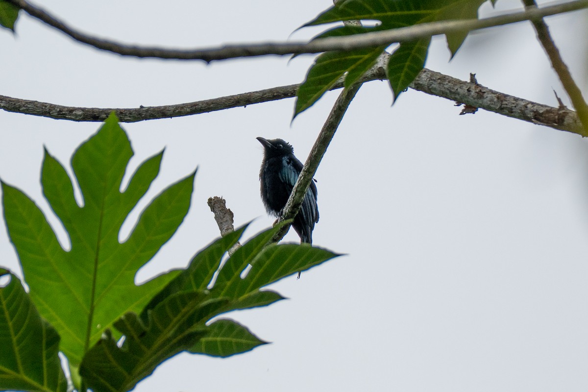 Palawan Drongo - ML646693343
