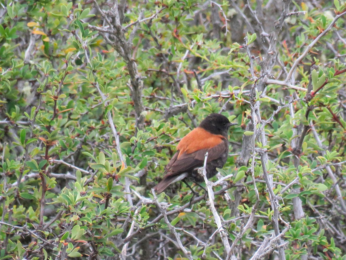 Austral Negrito - ML646693348