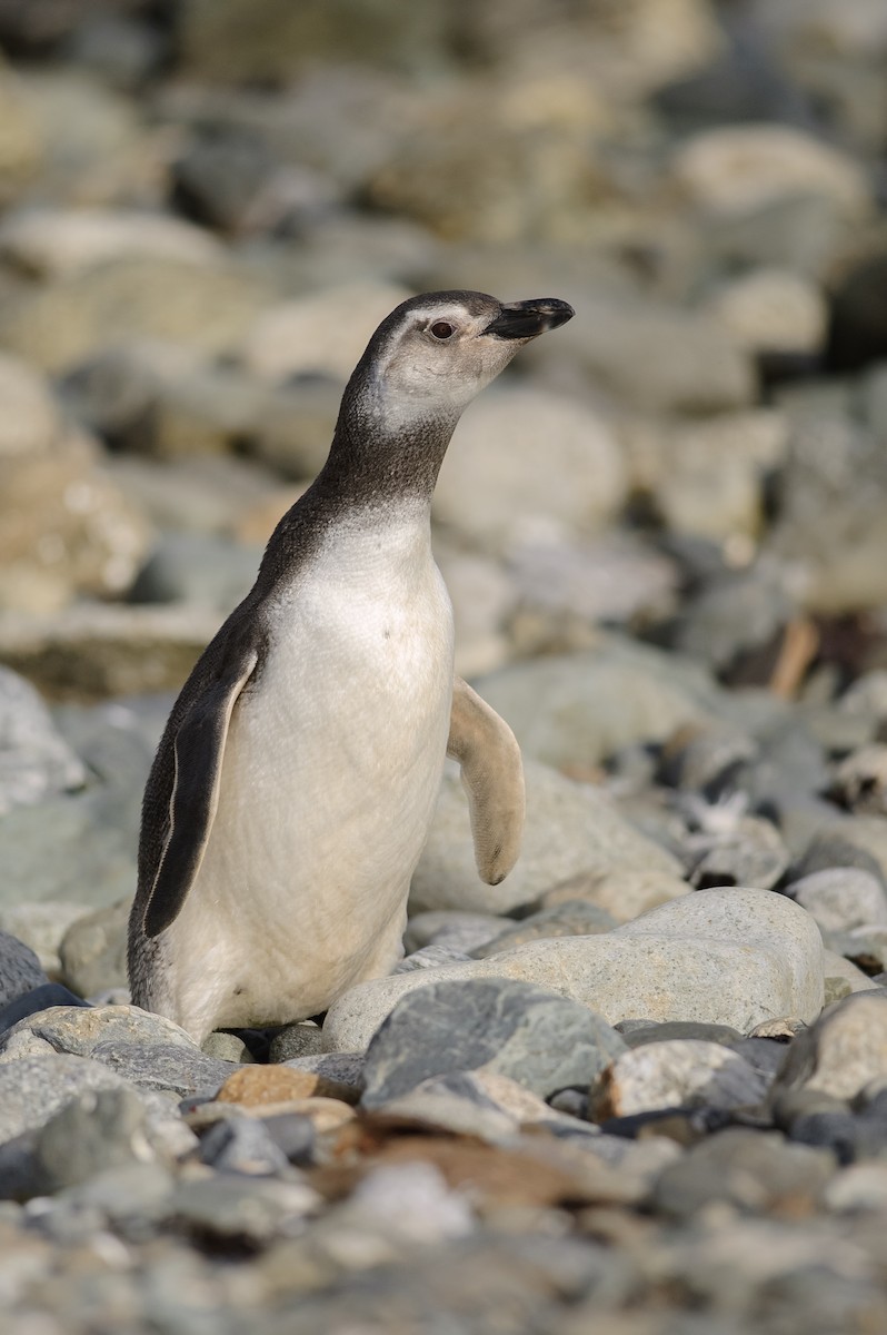 Magellanic Penguin - ML646693351