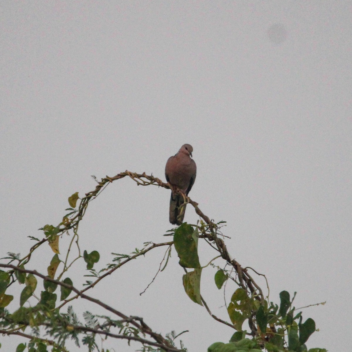תור נקוד - ML646693352