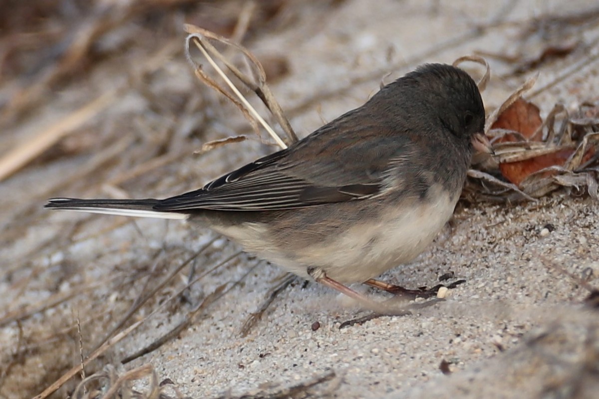 יונקו כהה-עין - ML646693354