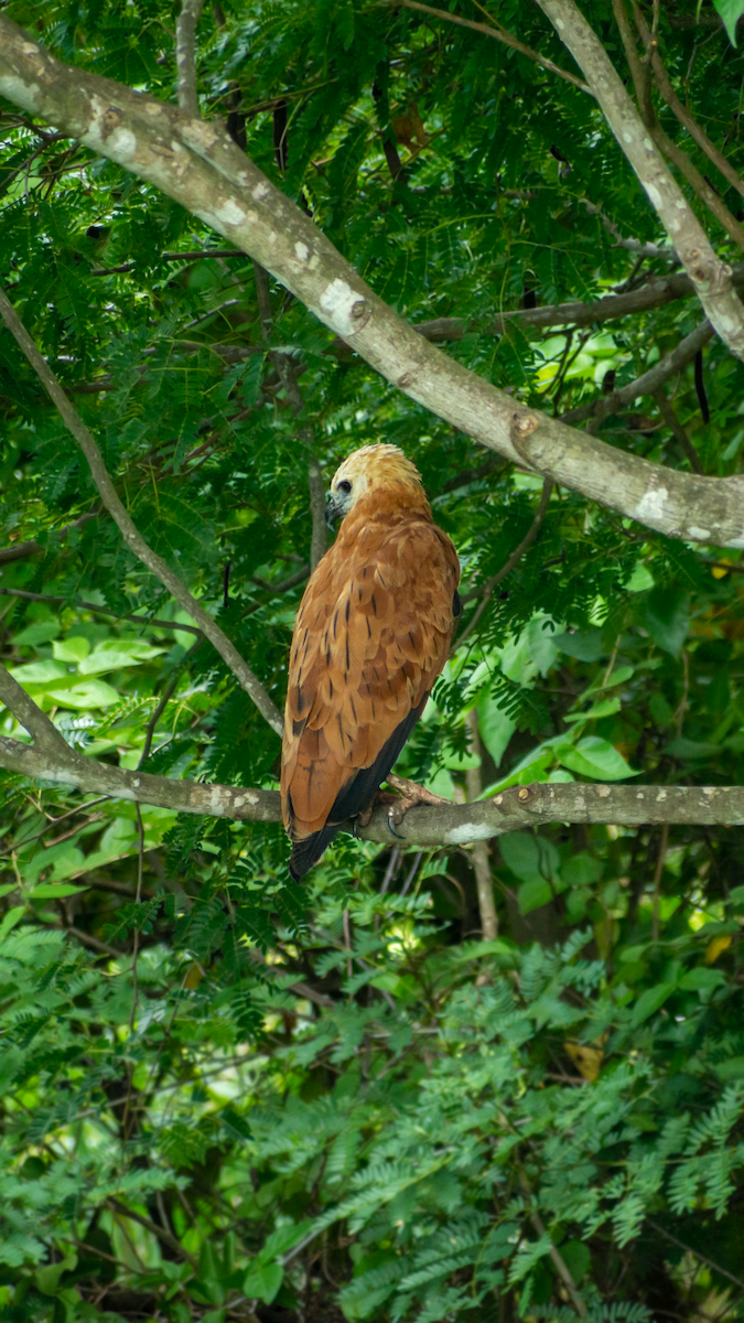 Savanna Hawk - ML646693355