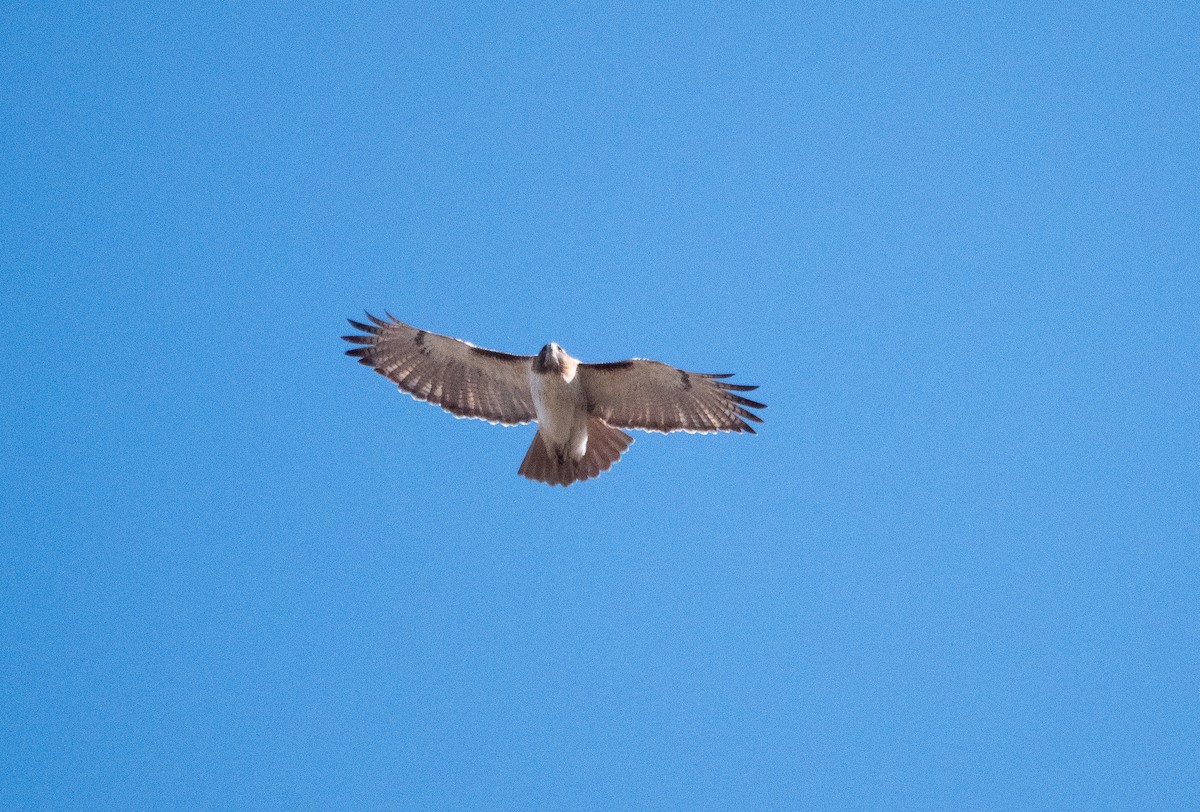 Red-tailed Hawk (fuertesi) - ML646693356
