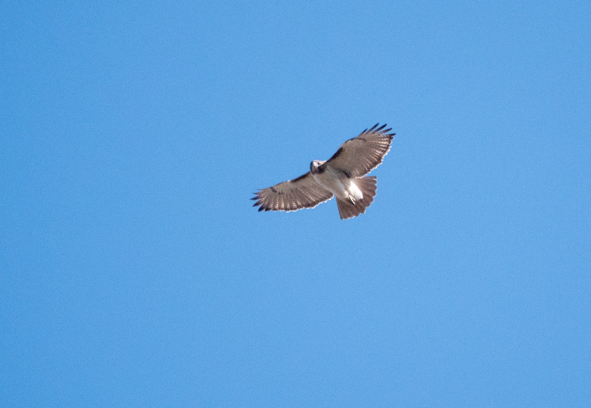 Red-tailed Hawk (fuertesi) - ML646693357