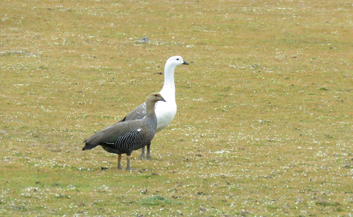 Upland Goose - ML646693358