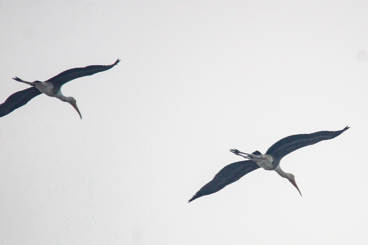 Painted Stork - ML646693359