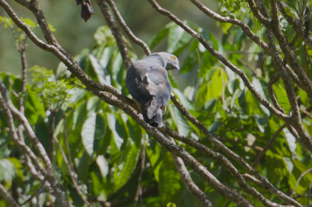 Pacific Baza - ML646693360
