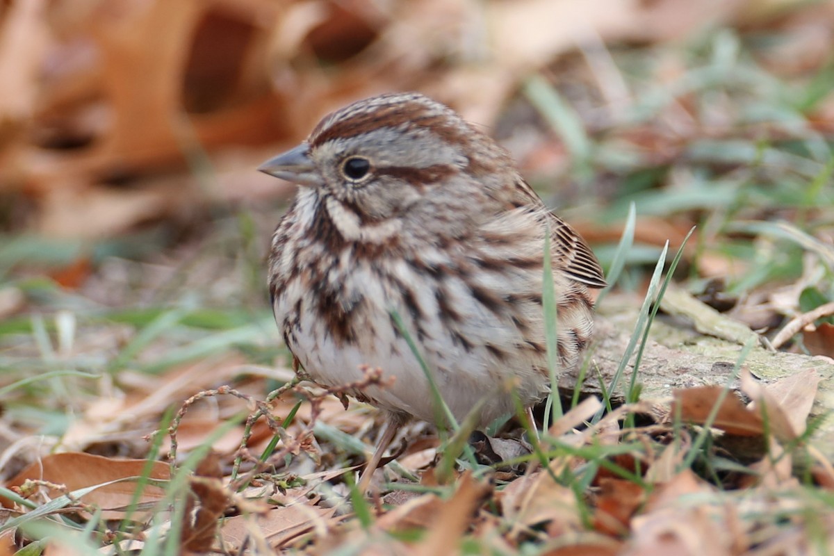 גיבתונית רוננת - ML646693362