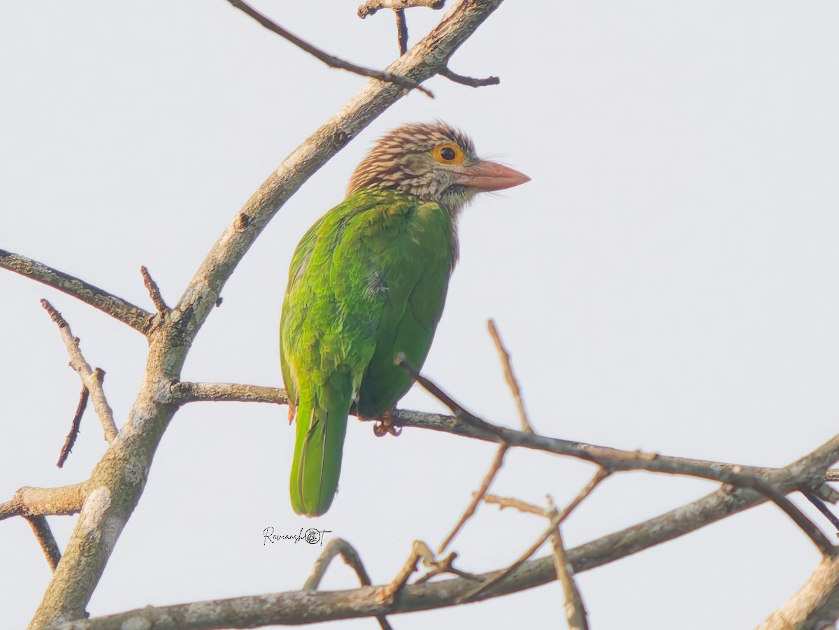 Lineated Barbet - ML646693363