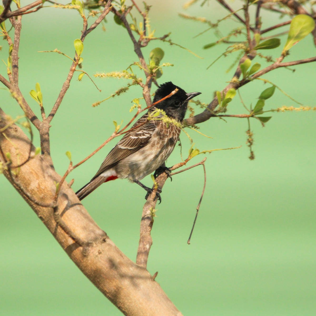 קורמורן גדול - ML646693365