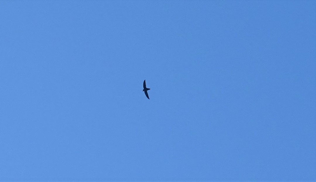 Sicksegler - ML646693368