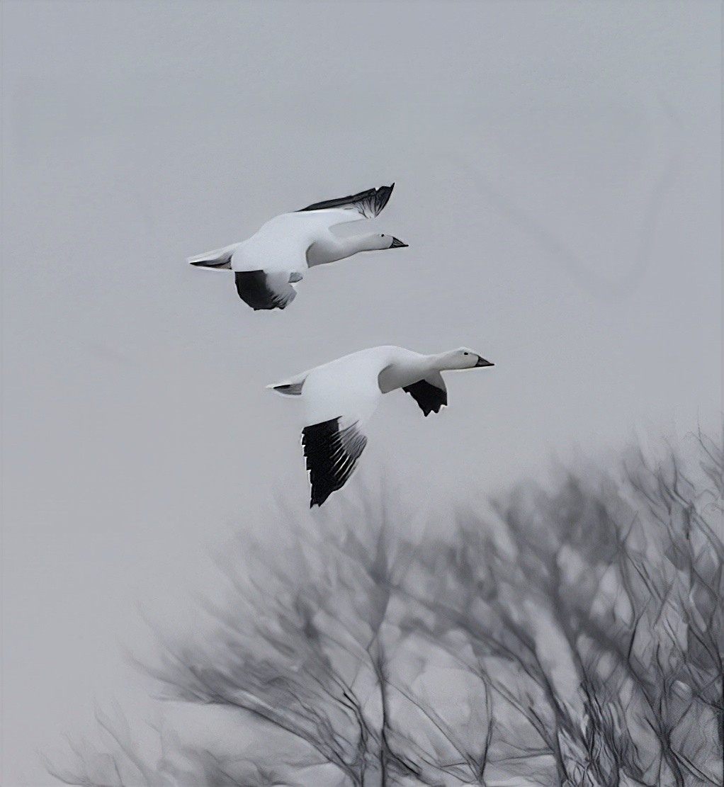 Цасны галуу - ML646693369