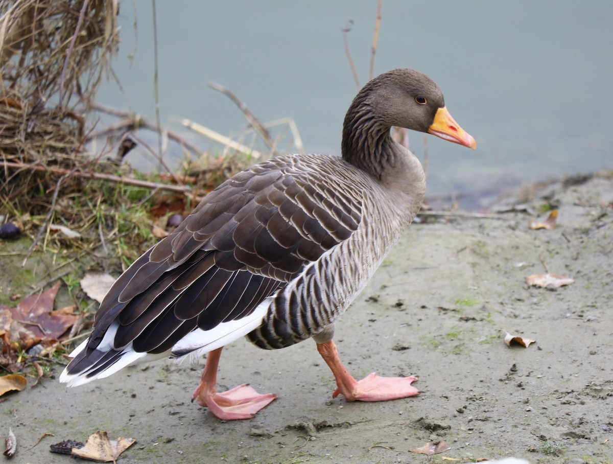 ハイイロガン - ML646693374