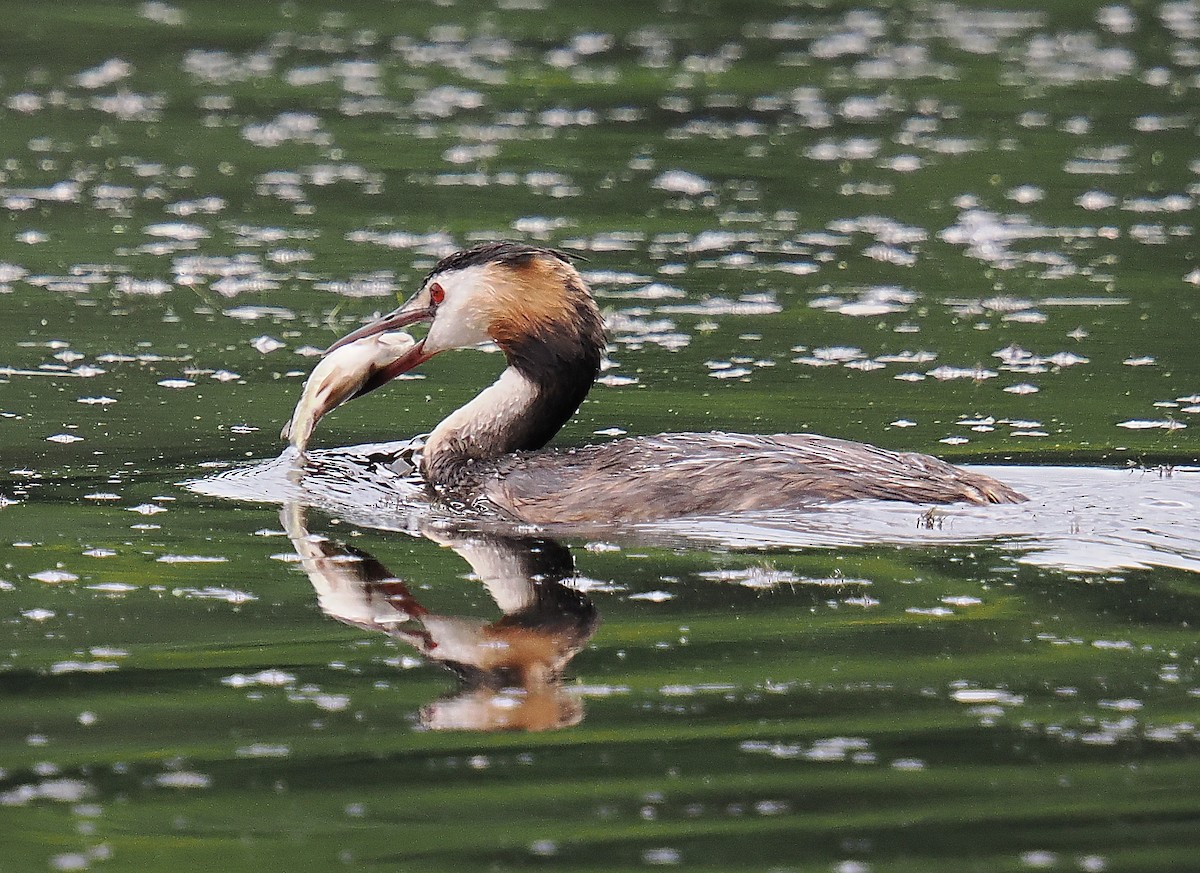 Great Crested Grebe - ML646693375