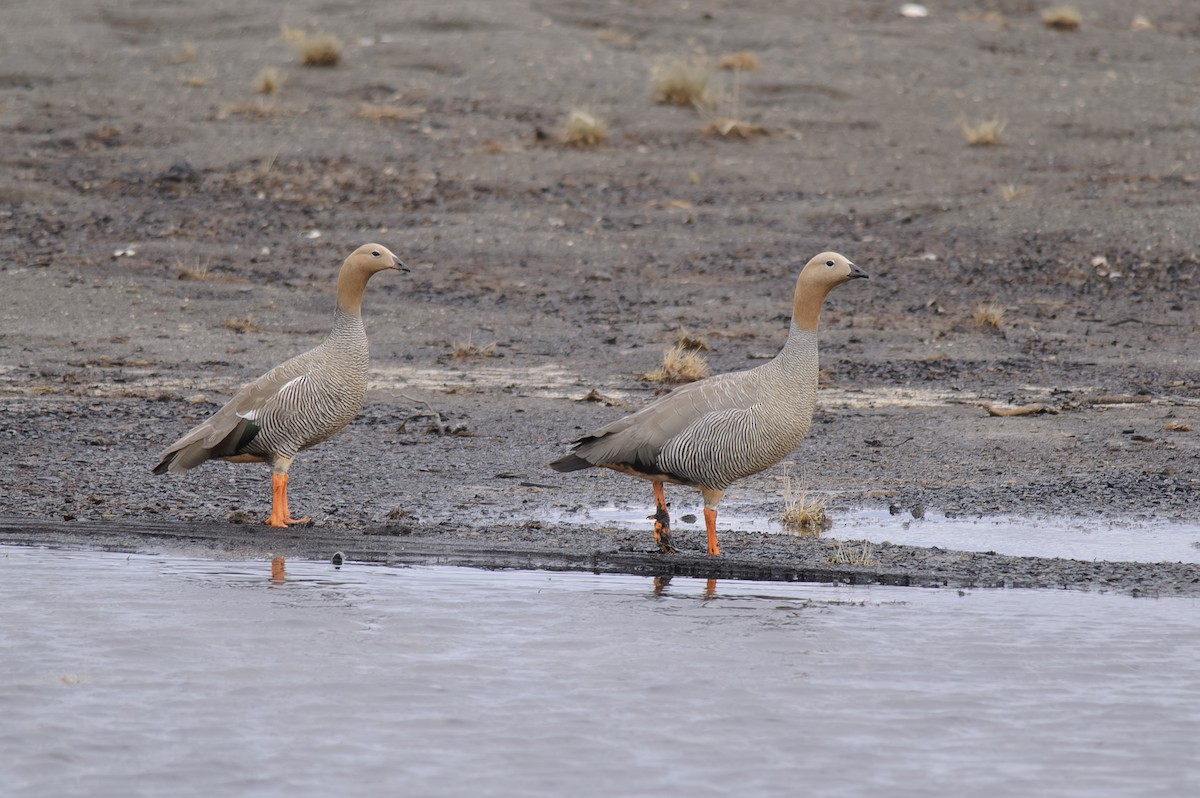 Antzara burugorria - ML646693378