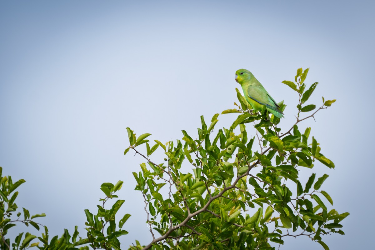 Cobalt-rumped Parrotlet - ML646693379