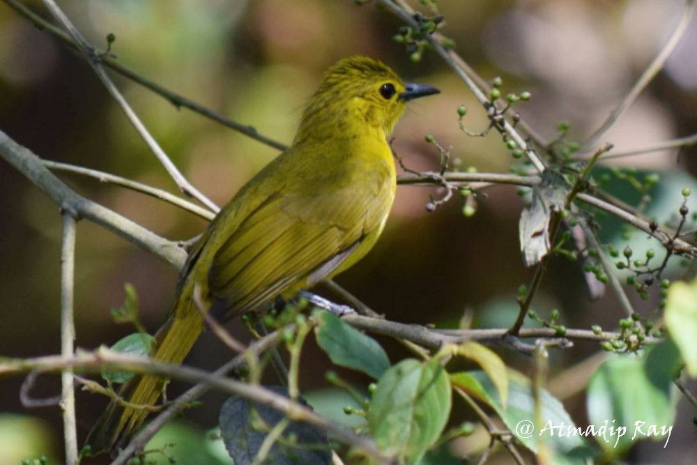 Yellow-browed Bulbul - ML646693381
