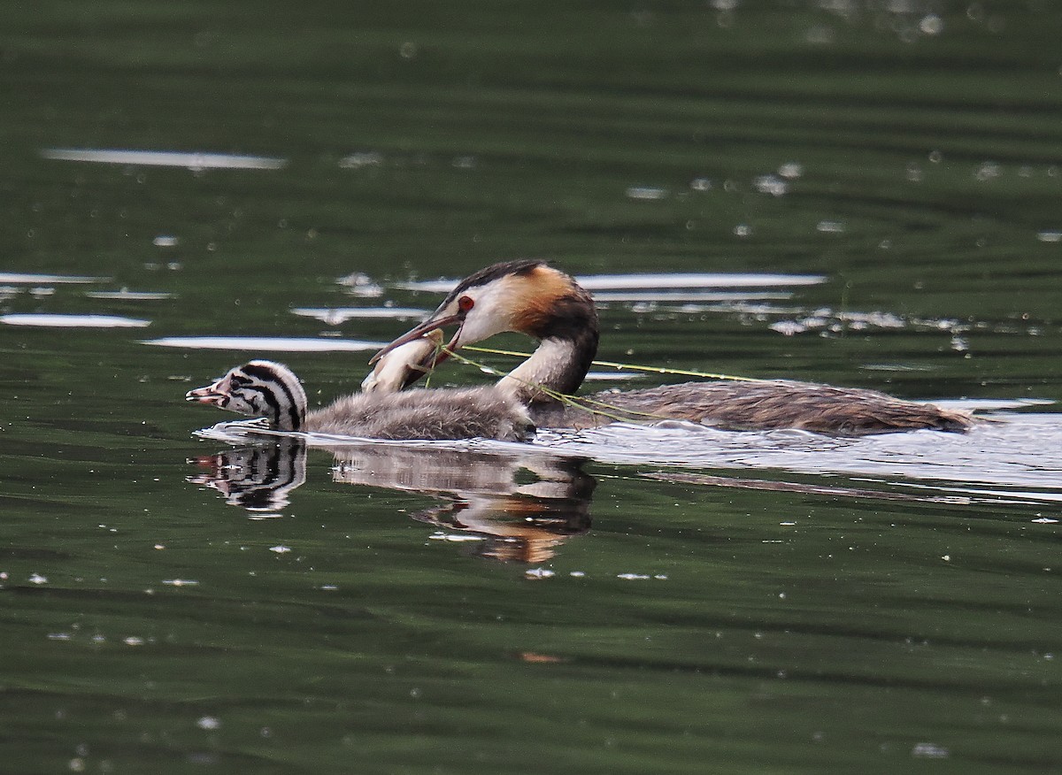 Great Crested Grebe - ML646693382