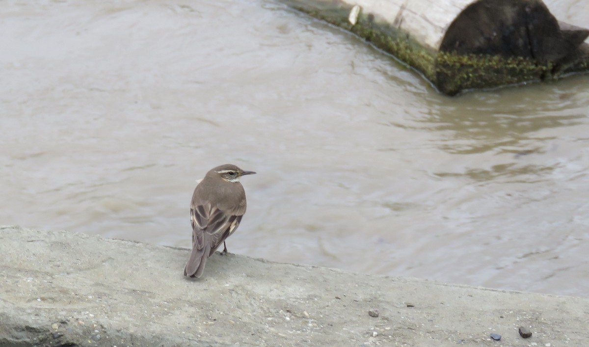 Buff-winged Cinclodes - ML646693386