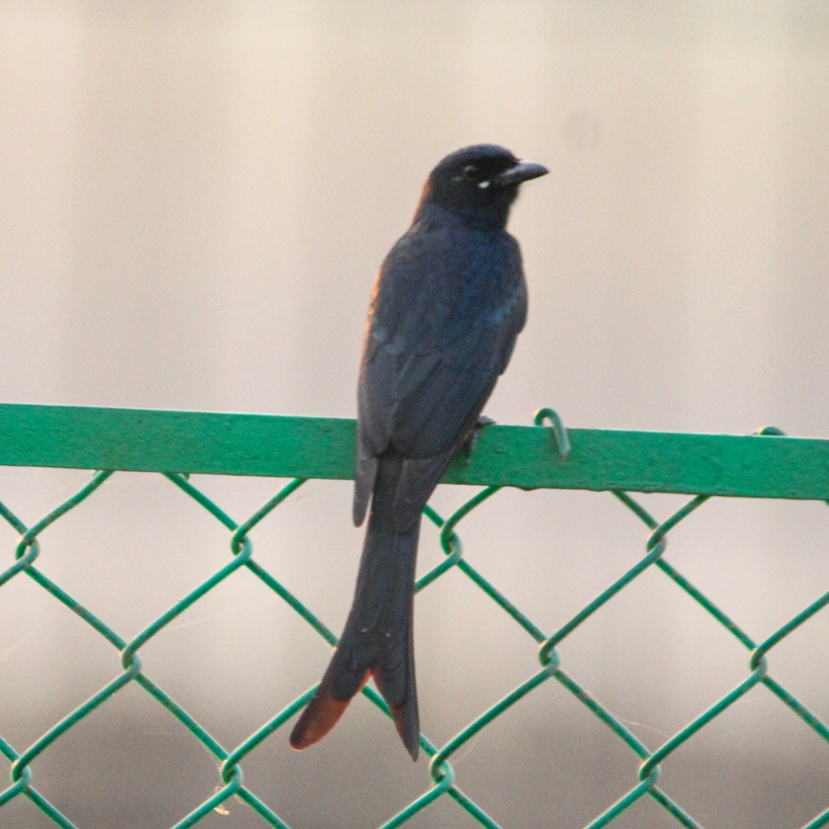 オウチュウ - ML646693387