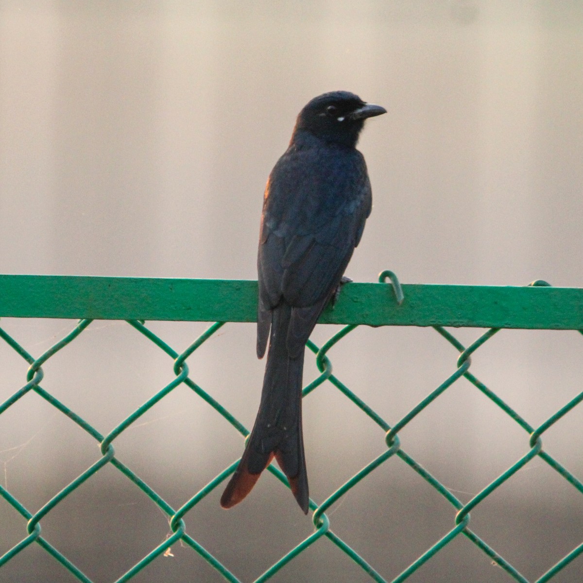 オウチュウ - ML646693388