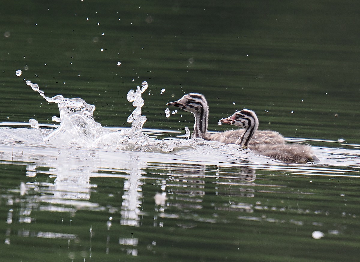 Great Crested Grebe - ML646693389