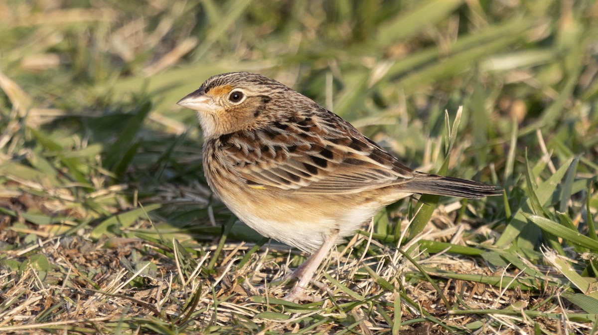 Grasshopper Sparrow - ML646693390