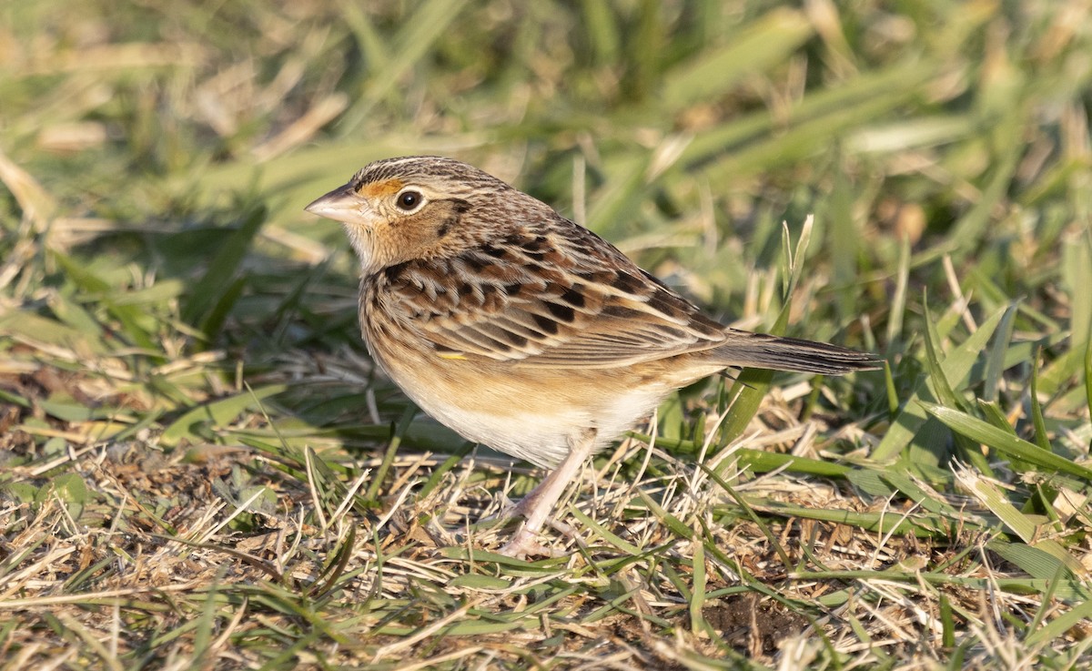 Grasshopper Sparrow - ML646693391
