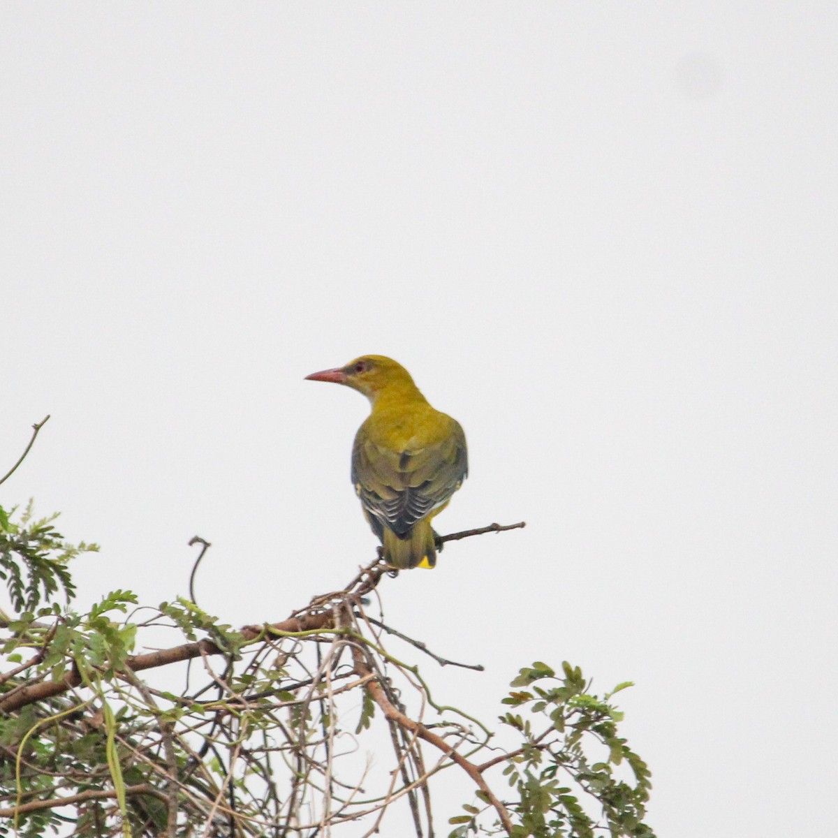 Indian Golden Oriole - ML646693392