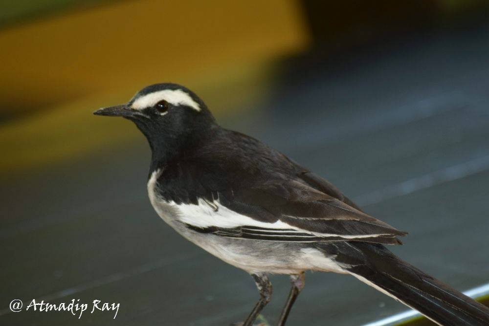 Bergeronnette indienne - ML646693393