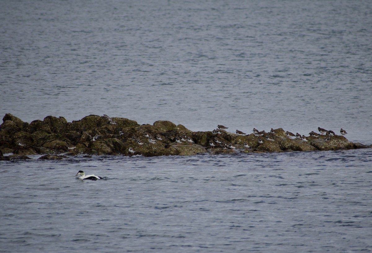 kamenáček pestrý - ML646693394