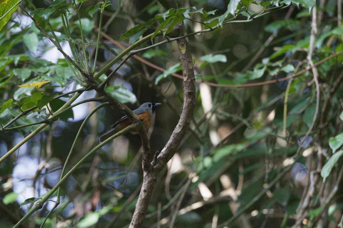Monarque à face noire - ML646693395
