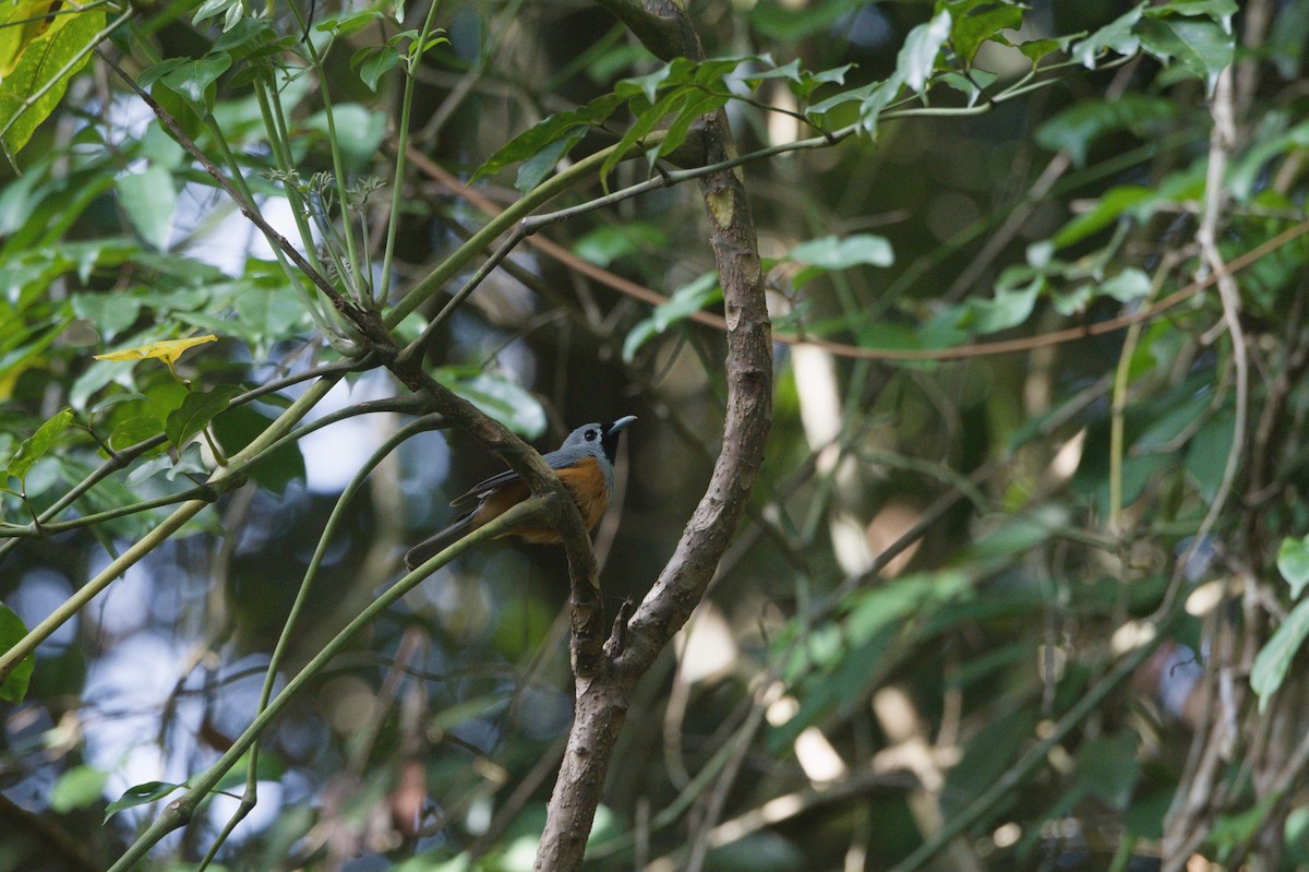 Monarque à face noire - ML646693397