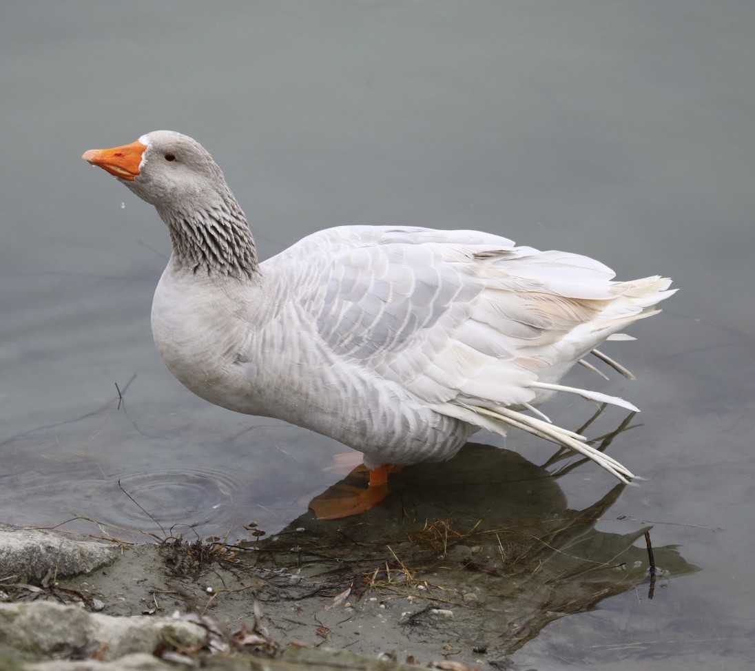 ハイイロガン（家畜） - ML646693399