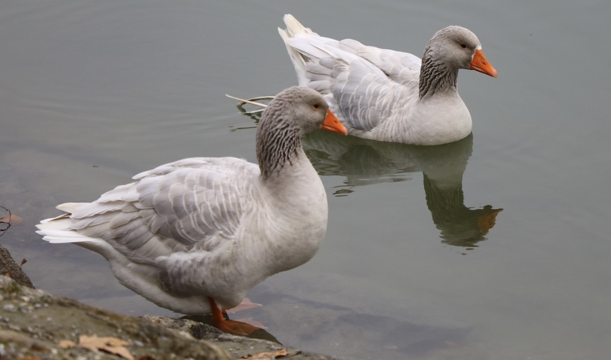 ハイイロガン（家畜） - ML646693400